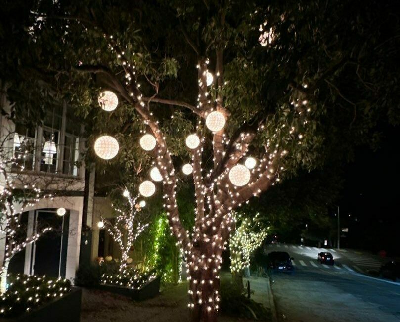 Christmas lights trees Pacific Heights San Francisco CA